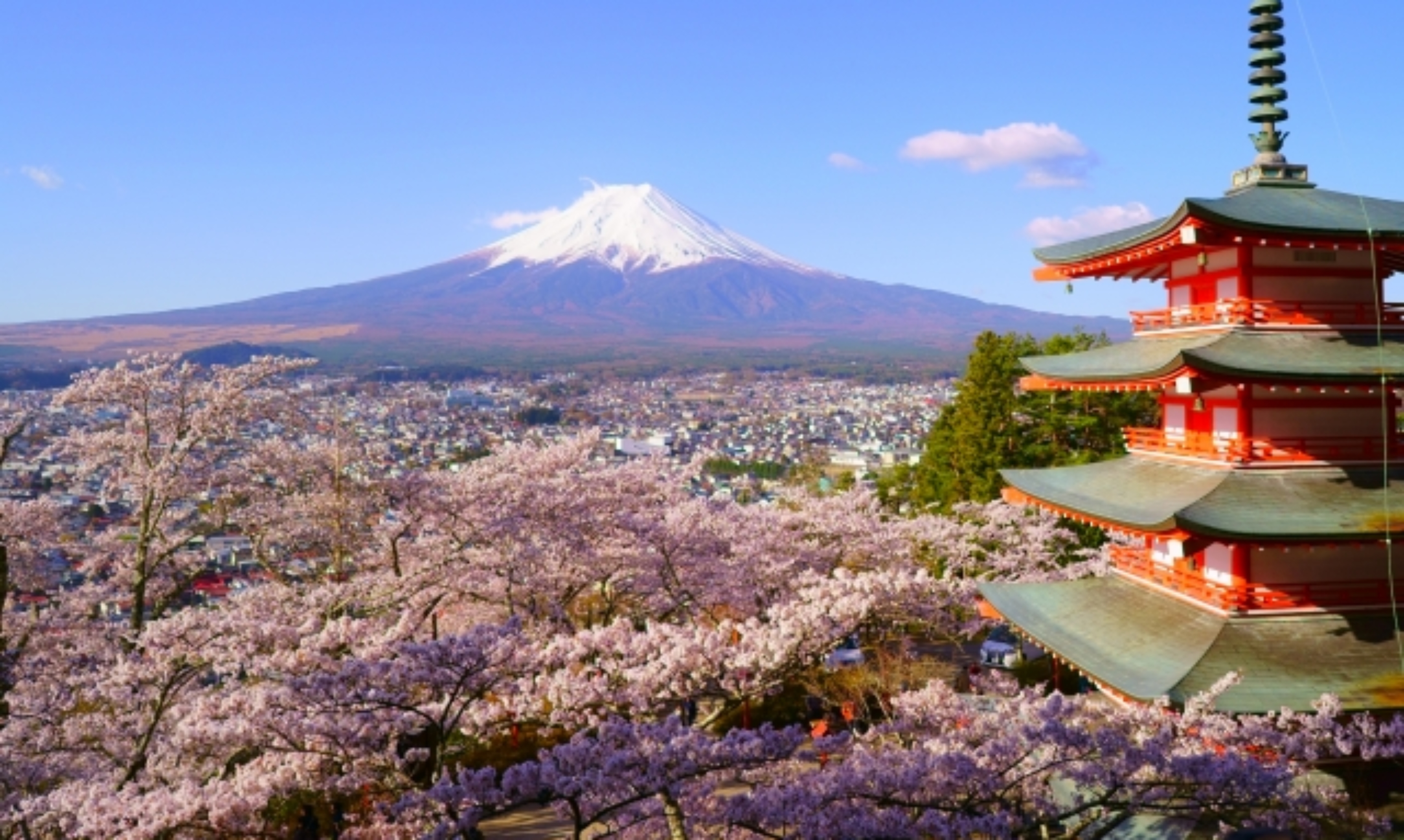 桜富士